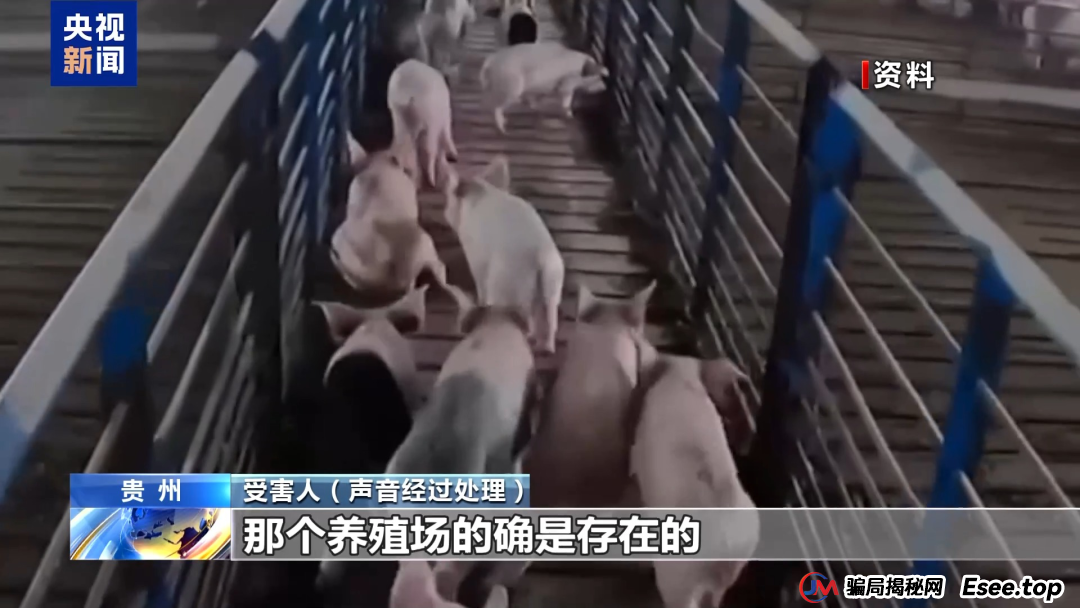 【金融普法】假养猪 真骗局 警惕披着“云养经济”外衣的非法集资